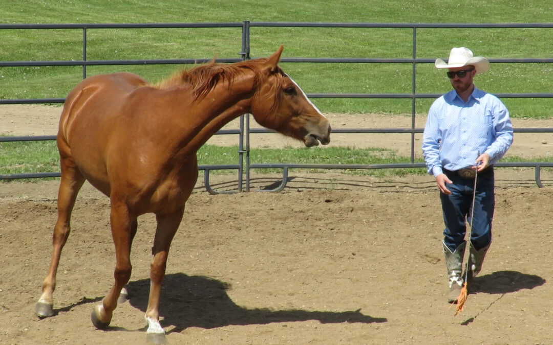 Round Pen, Horse Calling to Friend