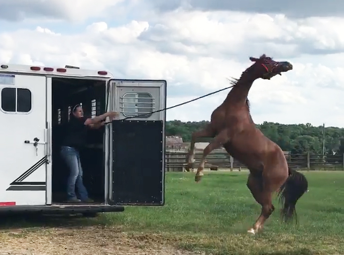 Horse Rearing at Trailer